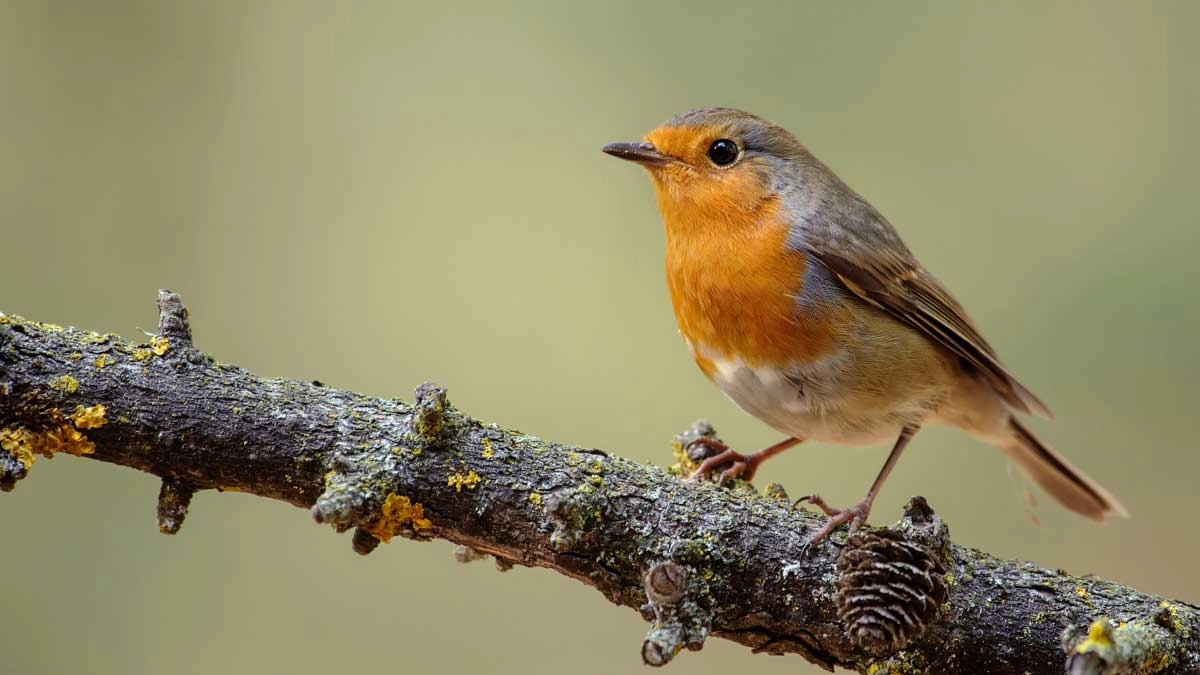Vroege vogelwandeling Westerwolde
